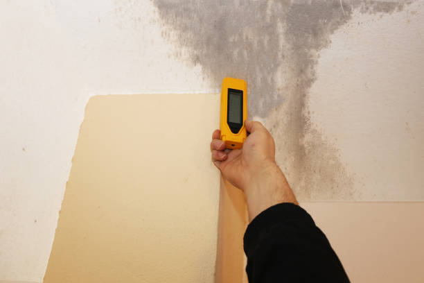 Best Mold Prevention Services  in Netcong, NJ