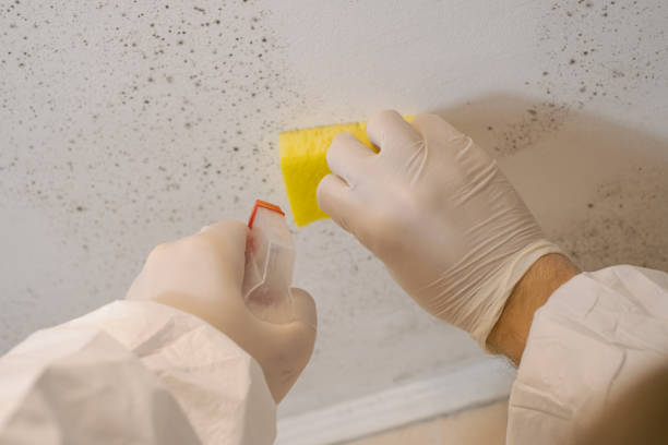 Best Mold Damage Restoration  in Netcong, NJ