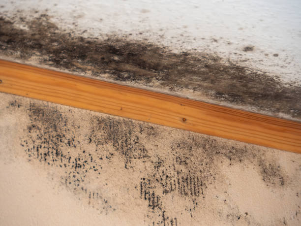 Best Mold Removal for HVAC Installations  in Netcong, NJ