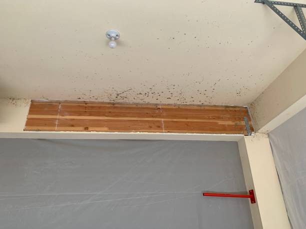 Best Attic Mold Removal  in Netcong, NJ
