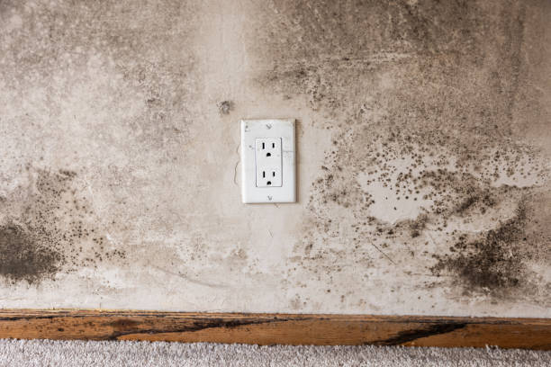 Best Basement Mold Removal  in Netcong, NJ