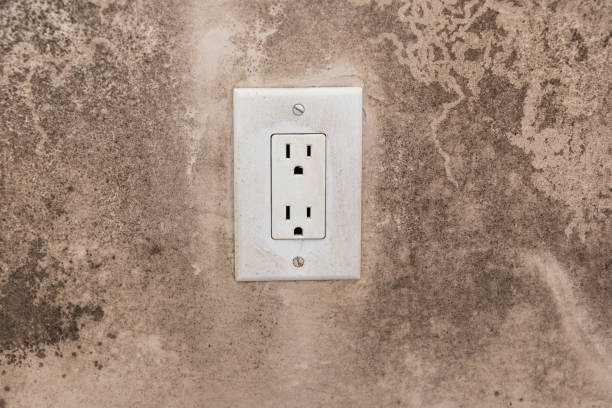 Best Black Mold Removal  in Netcong, NJ
